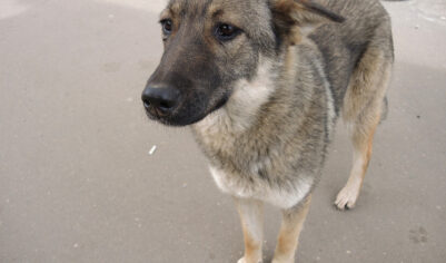 Мужчина убил чужую собаку, чтобы спасти свою: заплатит компенсацию