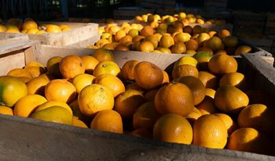 Россия оказалась лидером среди всех государств по импорту одного продукта