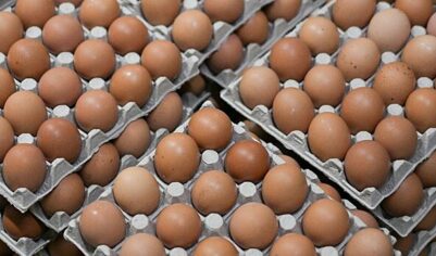 Россия вошла в топ-10 крупнейших производителей яиц мира