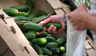 Названы регионы России с самыми дешевыми огурцами