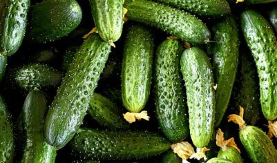 Россия вошла в топ-5 производителей огурцов в мире