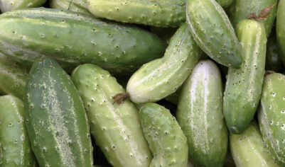 Огурцы по цене авокадо: почему дорожают овощи закрытого грунта