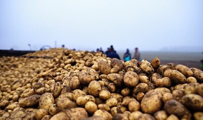 Guardian: В Берлине бесплатно раздают картошку из-за ее рекордного урожая