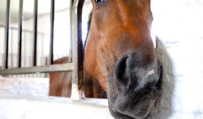 «Все пять отравленных лошадей выжили»: драма на волгоградской конюшне получила продолжение