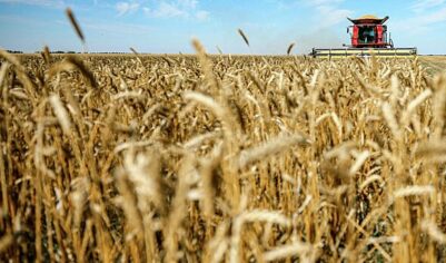 Бразилия возобновила закупки российской пшеницы