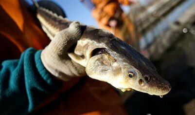 Доходы России от поставок рыбы за рубеж подскочили