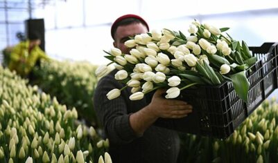 Стало известно, как сильно в России изменились цены на цветы