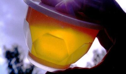 Мед может подорожать на 30%: сладкому продукту грозит дефицит