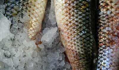 Страна БРИКС начала покупать российскую рыбу