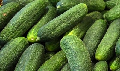 ФАС начала проверку производителей огурцов из-за роста цен