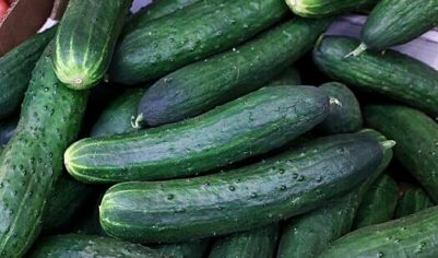 Сроки снижения цен на огурцы предсказали