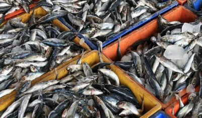 Главным поставщиком рыбы в Россию стала  Белоруссия, не имеющая выходов в море