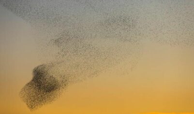 Такое я вижу впервые. Губернатор Белгородской области заснял необычное поведения птиц во время ракетной опасности