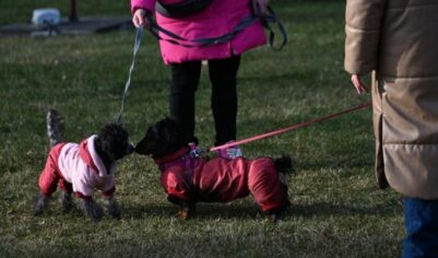 Жестоких хозяев лишат собак и кошек. Правительство конфискует питомцев — кто следующий под удар?
