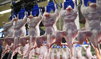 Названы ведущие покупатели российской курятины