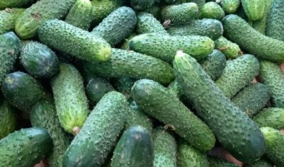 Почему главными драйверами роста инфляции в России являются огурцы и помидоры