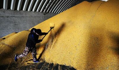 Россия значительно нарастила экспорт зерна в одну страну