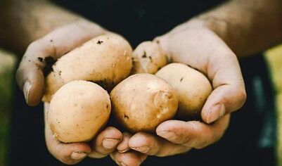 России предрекли проблемы с картофелем из-за Пакистана и Афганистана