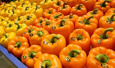 Экономист Зубец: скачок цен на болгарский перец в РФ вызван кризисом вокруг Ирана
