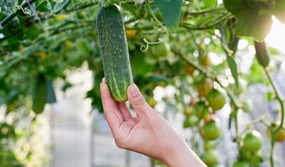 В&nbsp;России впервые с&nbsp;осени 2025&nbsp;года снизились цены на&nbsp;огурцы