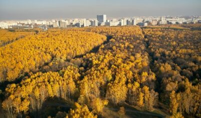 Битцевский лес закатают в асфальт