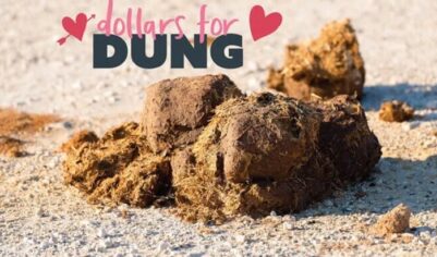 Навоз в качестве мести