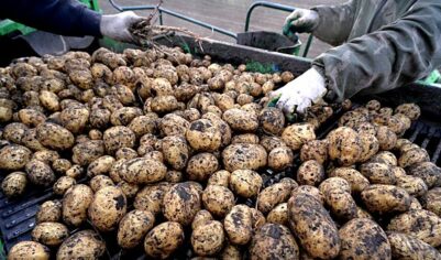 В России могут ввести минимальную цену на картофель