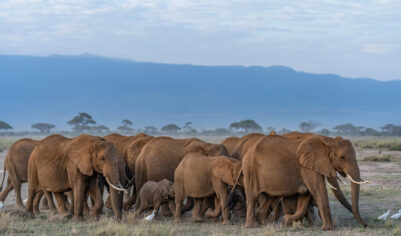Охотившегося на антилопу миллионера насмерть растоптали слонихи