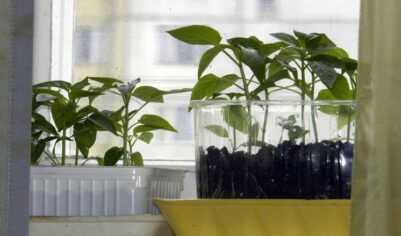 Как холодная погода повлияла на планы огородников: что сажать на майских праздниках